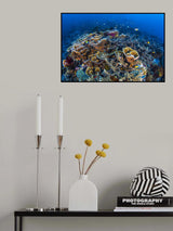 Coral Garden Poster och Canvastavla