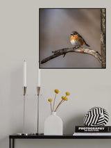 Eastern bluebird Poster och Canvastavla