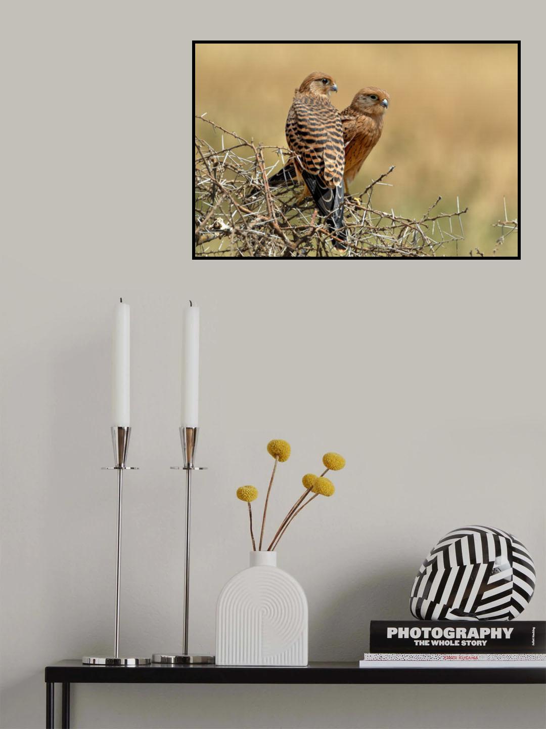 Kestrels couple Poster och Canvastavla
