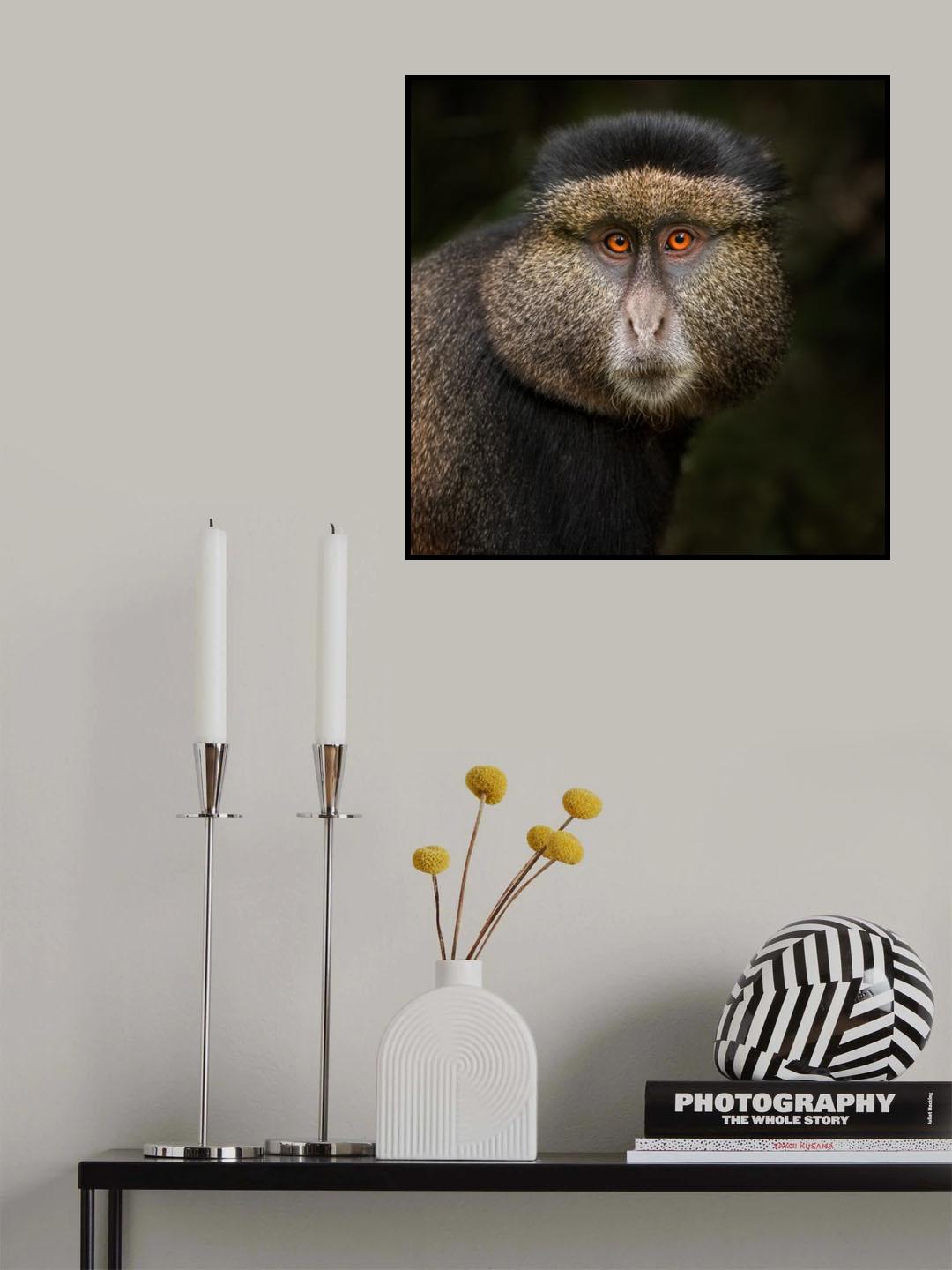Golden Monkey in the Volcanoes National Park, Rwanda. Poster och Canvastavla