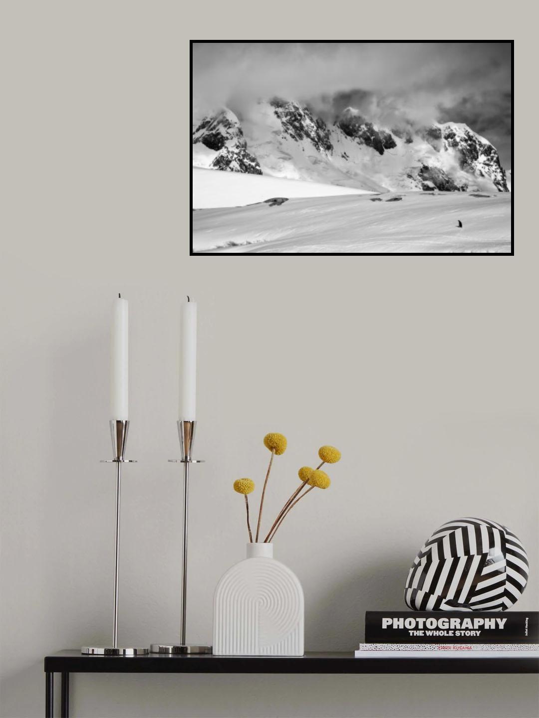 The Lonely Penguin Poster och Canvastavla