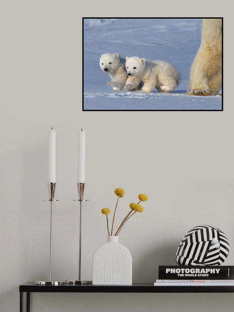 Two polar bear cubs Poster och Canvastavla