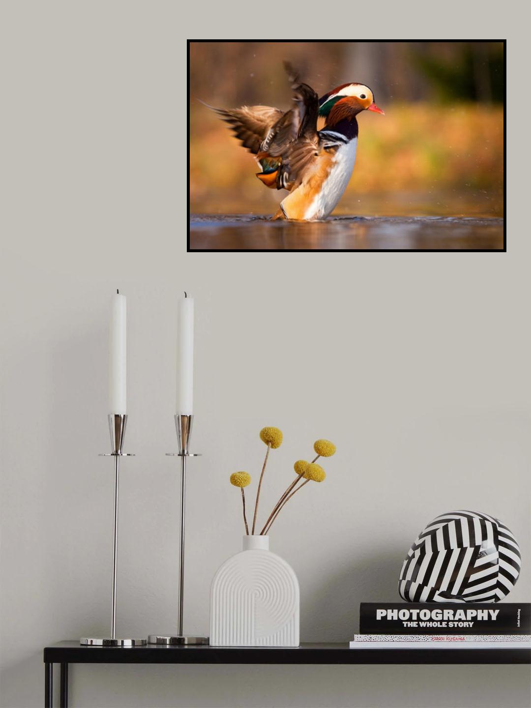 Mandarin duck Poster och Canvastavla