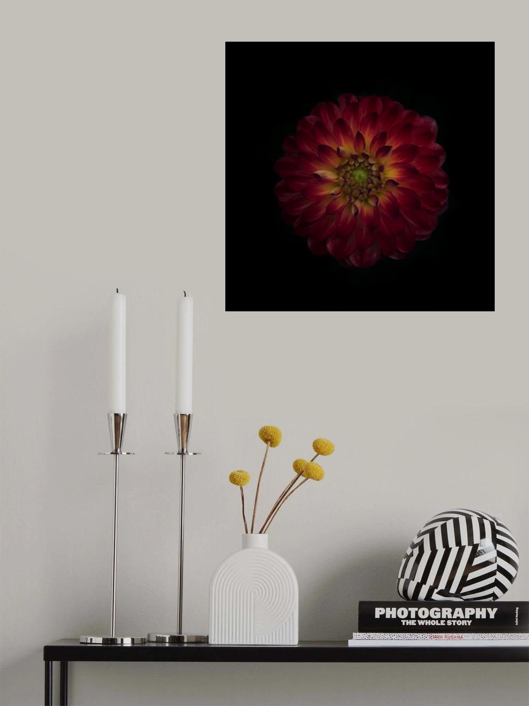 Dahlia time Poster och Canvastavla