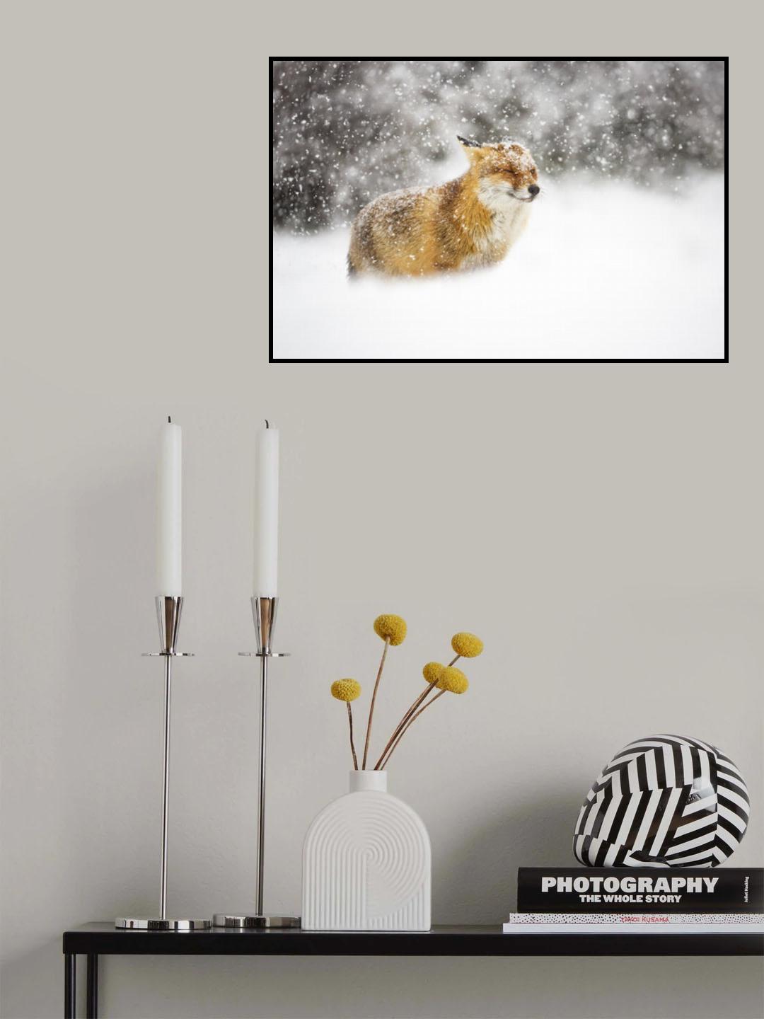 Red fox in a heavy snowstorm Poster och Canvastavla