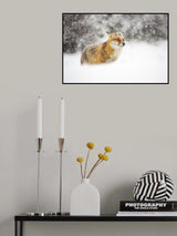 Red fox in a heavy snowstorm Poster och Canvastavla