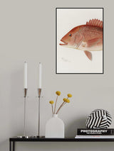 Red Snapper Poster och Canvastavla