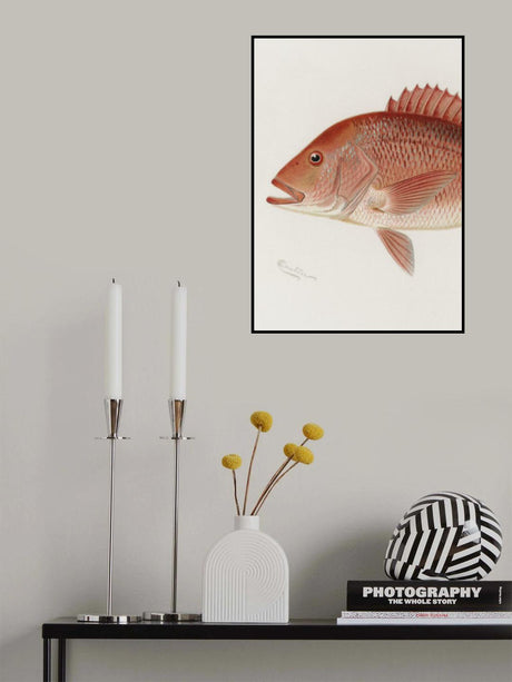 Red Snapper Poster och Canvastavla