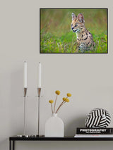 Serval Close Up Poster och Canvastavla