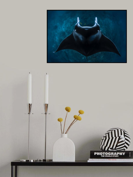 Mobula alfredi Poster och Canvastavla