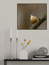 Carolina wren Poster och Canvastavla