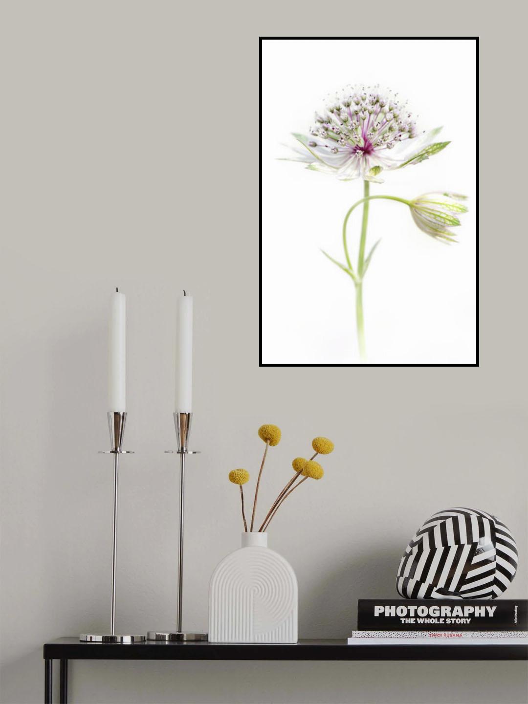 Simply Astrantia Poster och Canvastavla