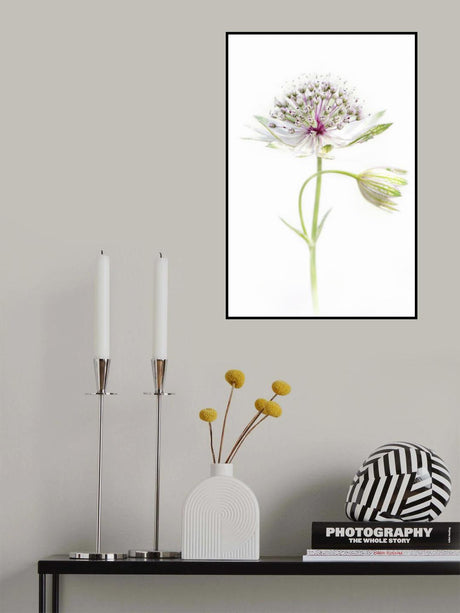 Simply Astrantia Poster och Canvastavla