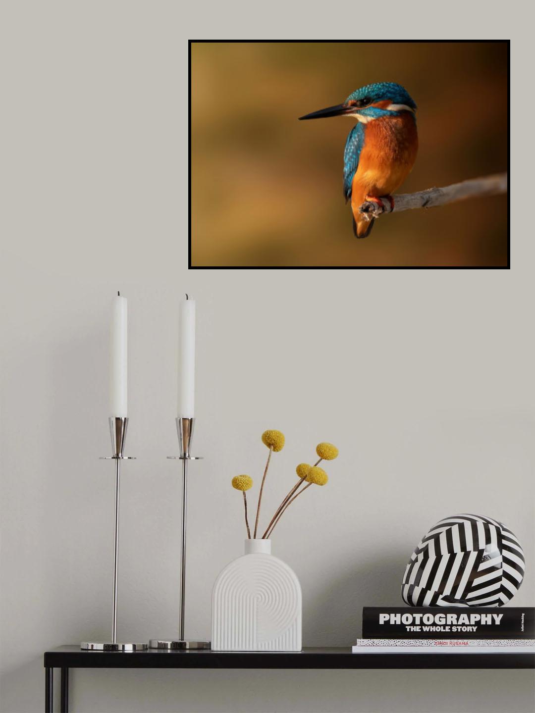 Martin pescatore Poster och Canvastavla