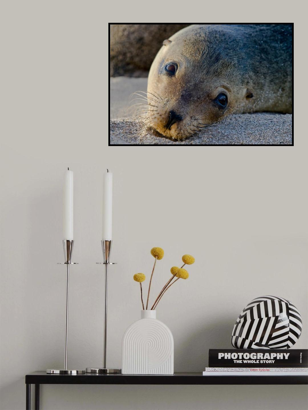 Curious Poster och Canvastavla