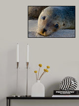 Curious Poster och Canvastavla
