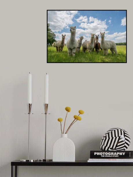 Send in the Alpaca's! Poster och Canvastavla