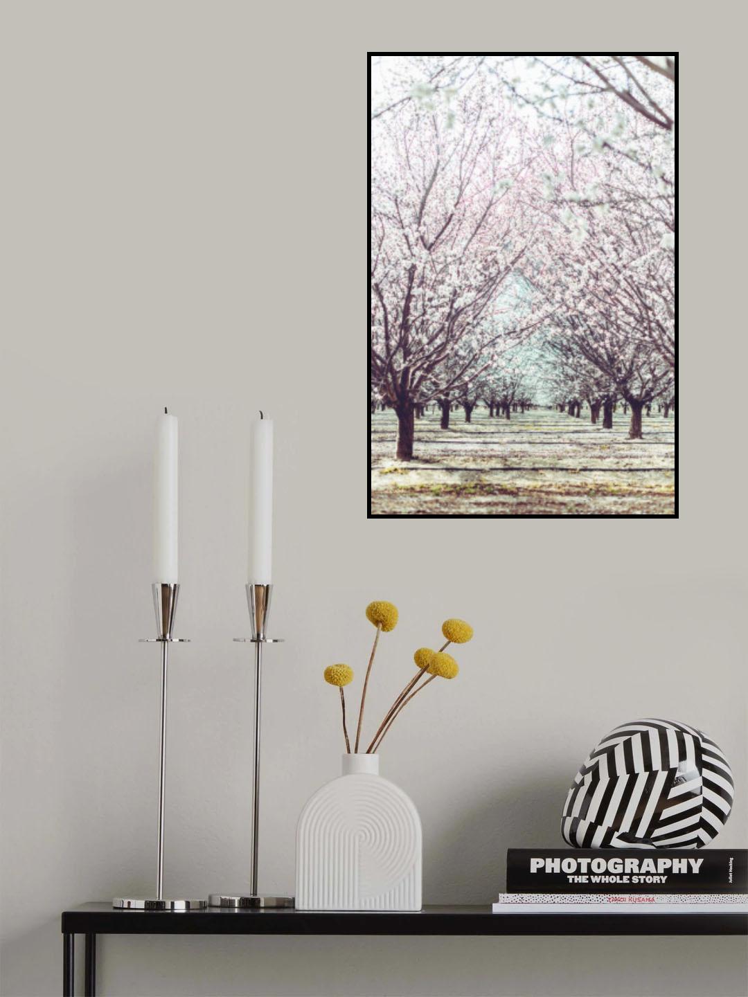 Almond Orchard Poster och Canvastavla