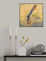 Northern flicker Poster och Canvastavla