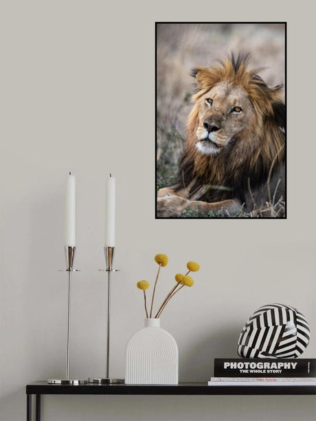 The Savanah King Poster och Canvastavla