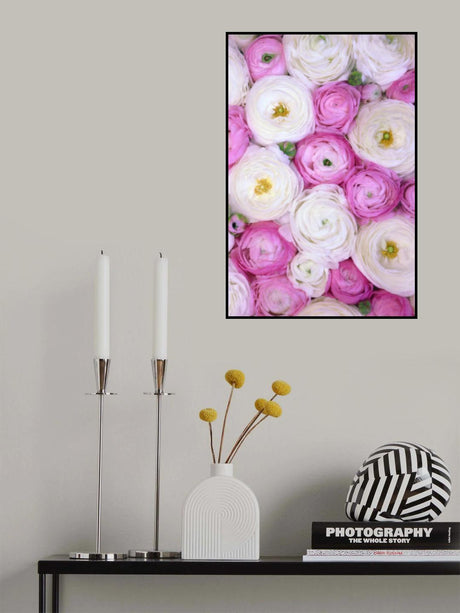 Scattered ranunculus in pink II Poster och Canvastavla