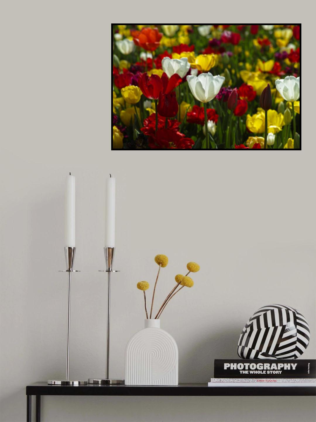 colorful tulips Poster och Canvastavla
