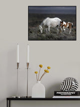 Wild Mustang Generations ... Poster och Canvastavla