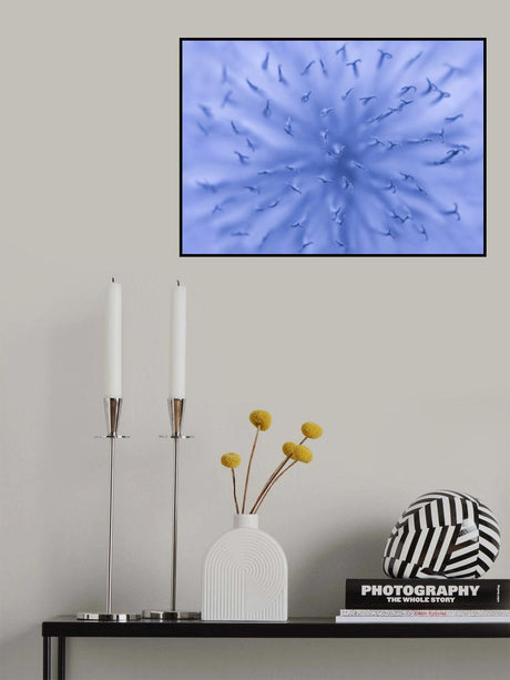 Taraxacum Poster och Canvastavla