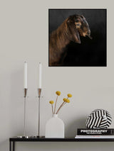Kid goat Poster och Canvastavla