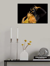 Gold'en Poster och Canvastavla