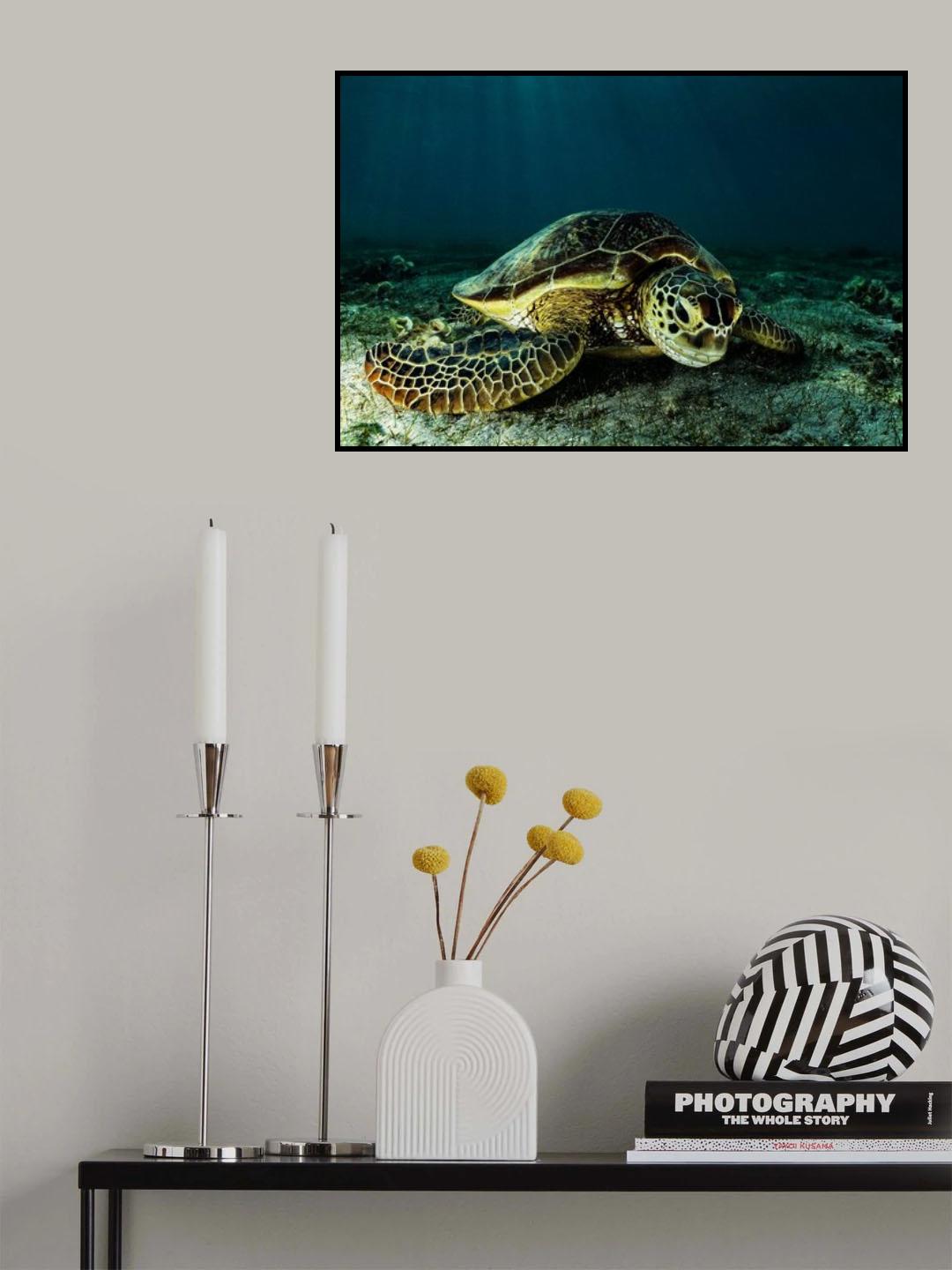 Green turtle Poster och Canvastavla