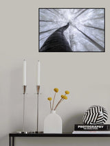 Beech forest Poster och Canvastavla