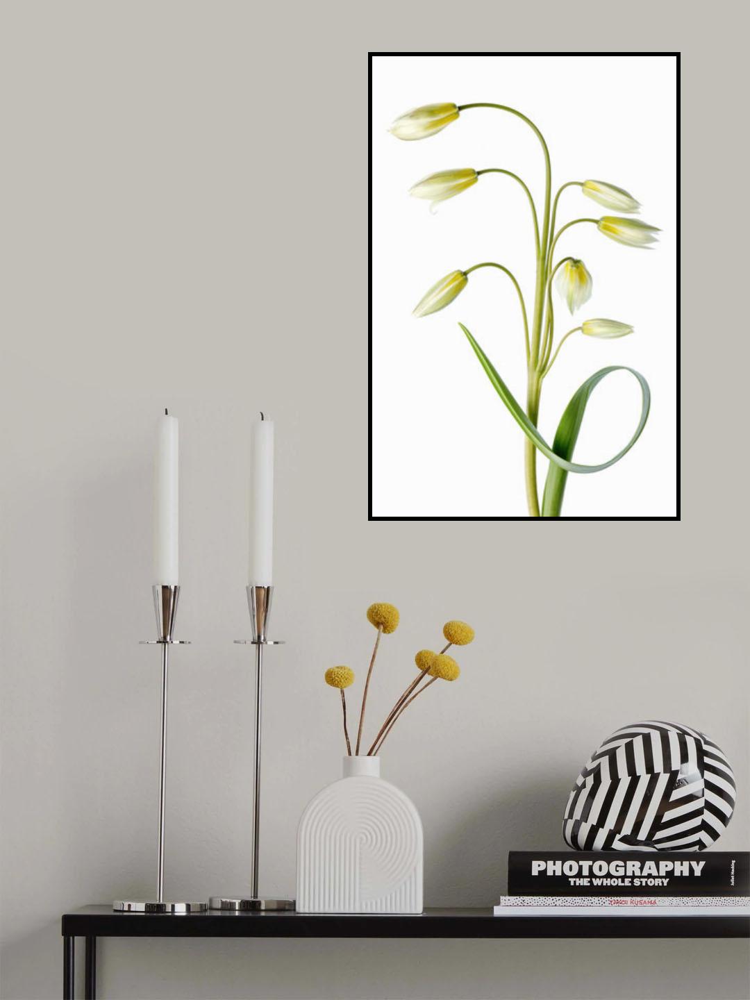 ~Tulipa Tarda~ Poster och Canvastavla