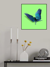 Parrot Butterfly Poster och Canvastavla