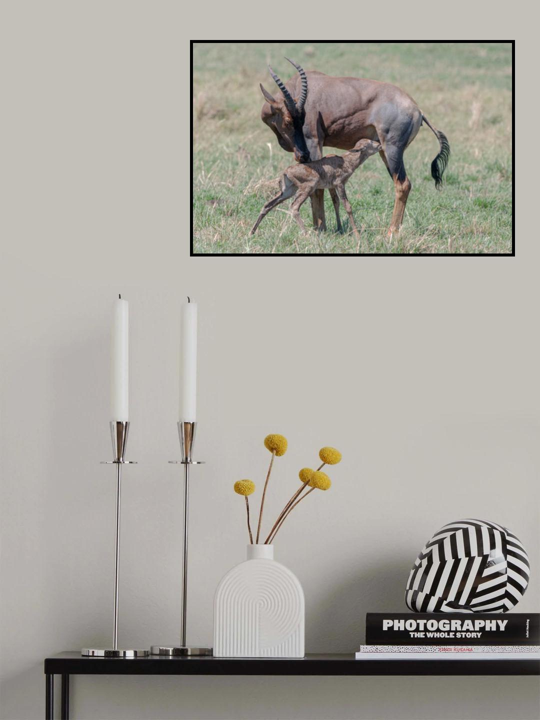 New life in Massai Mara Poster och Canvastavla
