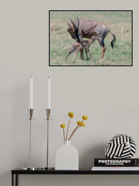 New life in Massai Mara Poster och Canvastavla