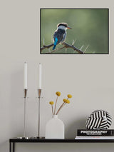 Kingfisher Poster och Canvastavla