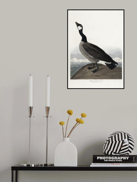 Hutchins's Barnacle Goose From Birds of America (1827) Poster och Canvastavla