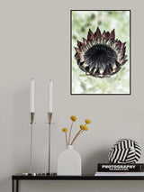 King Protea 02 Poster och Canvastavla