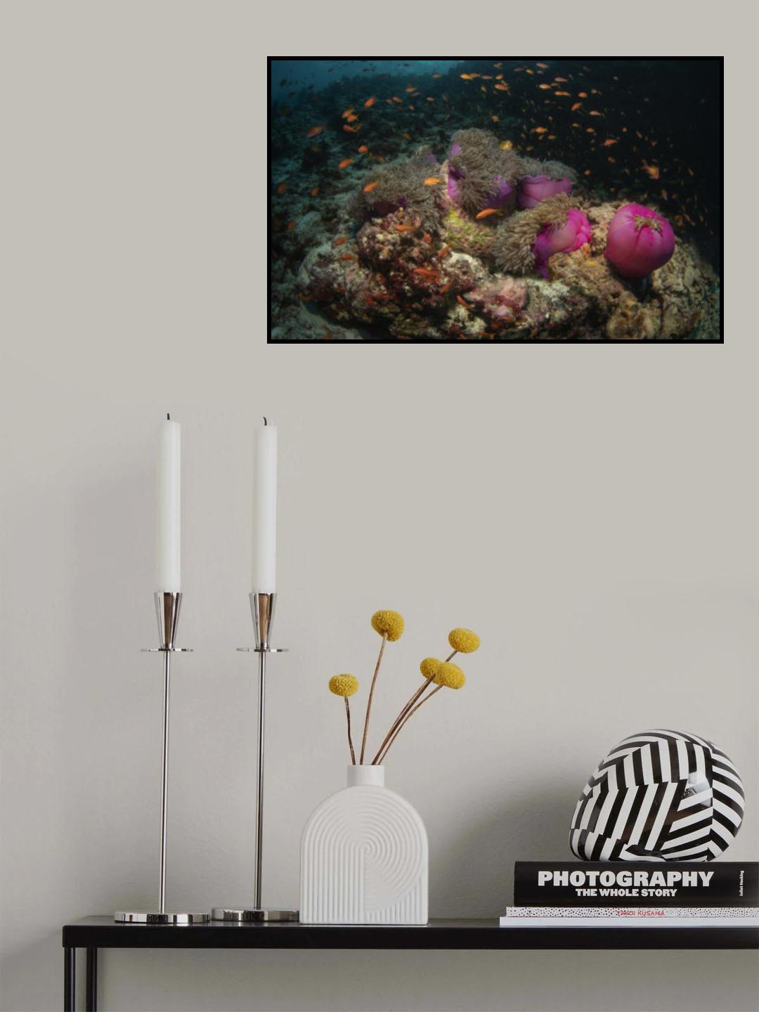 Anemone city Poster och Canvastavla