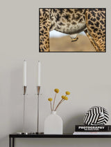 Oxpecker and Giraffe Poster och Canvastavla