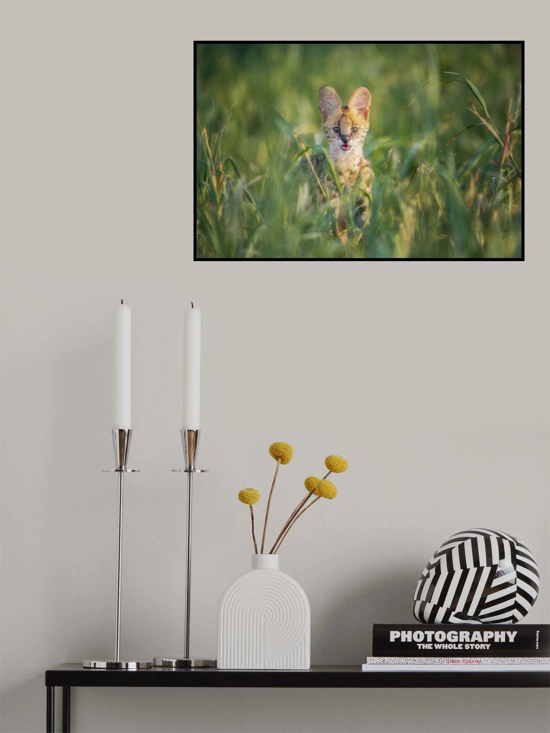 the serval Poster och Canvastavla