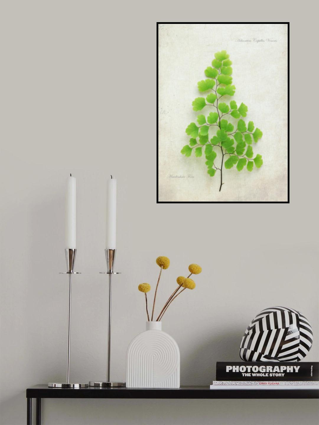 Maiden Hair Fern Poster och Canvastavla