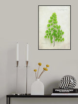 Maiden Hair Fern Poster och Canvastavla