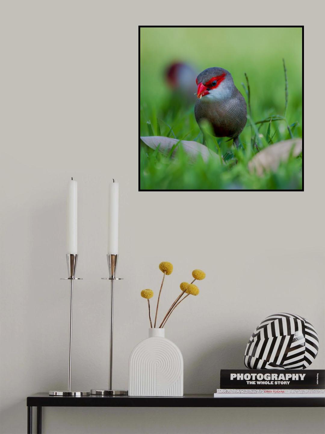 Common waxbill Poster och Canvastavla