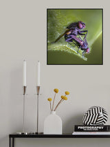 Spring is in the air Poster och Canvastavla
