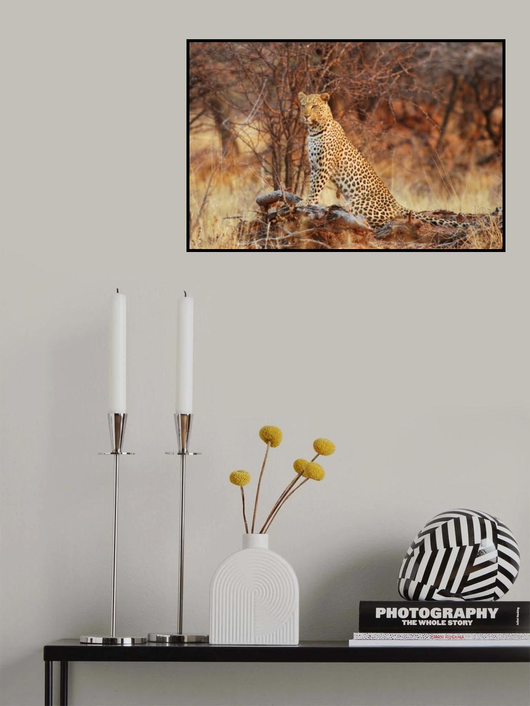 Queen of the Bush Poster och Canvastavla