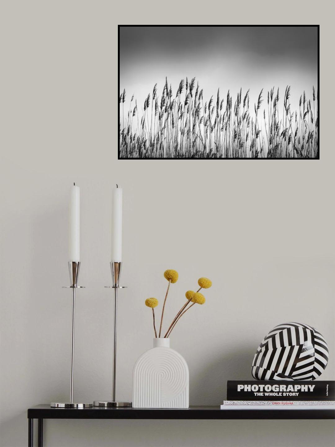Reeds Poster och Canvastavla