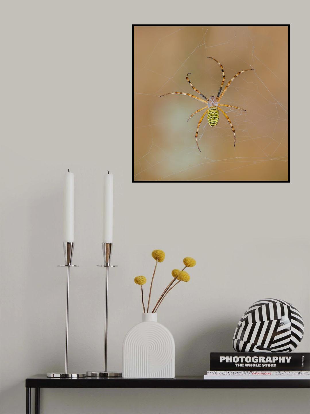 Argiope bruennichi Poster och Canvastavla