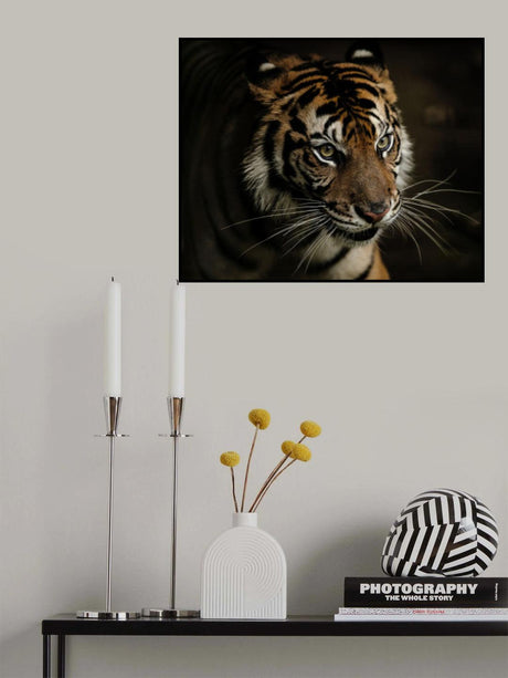 Tigers Poster och Canvastavla